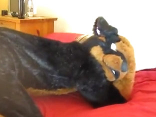 Rutt The Rottie Breeding
