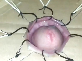 Extreme cock torture with fishhooks  part 1