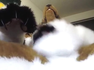 Raw vid of fuzzyroo