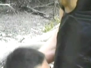 Cruising Bears